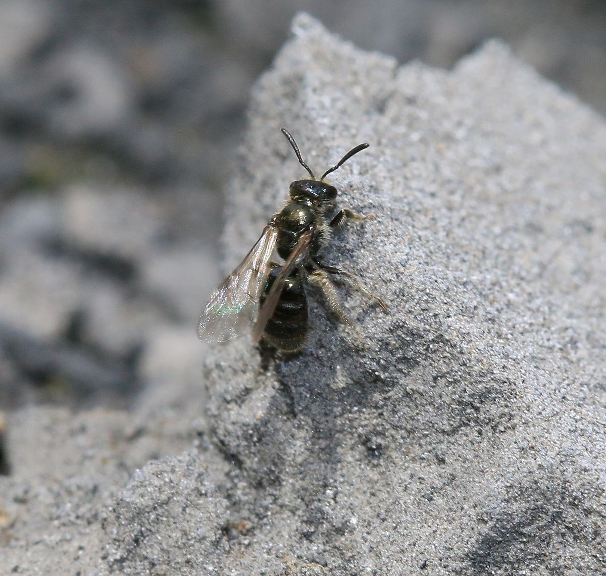 Bronze Furrow Bee