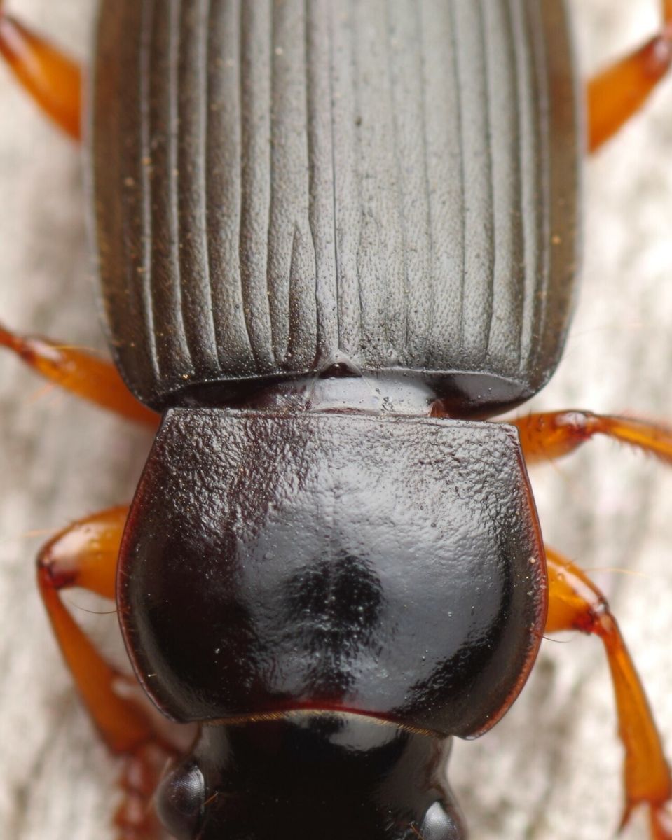 Strawberry Seed Beetle