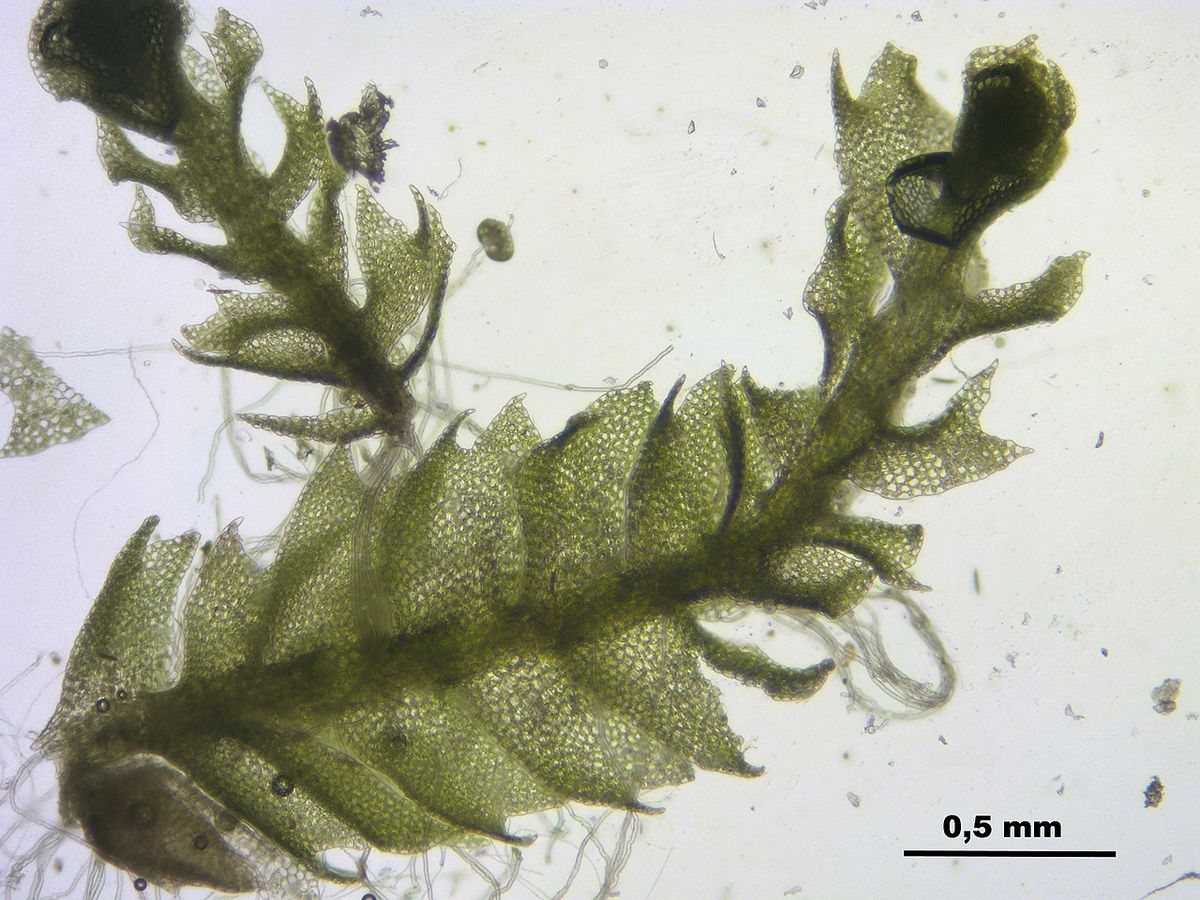 Stipular Flapwort