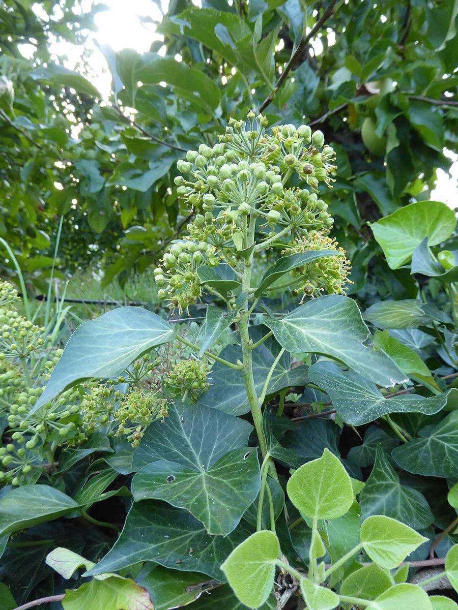 Common Ivy