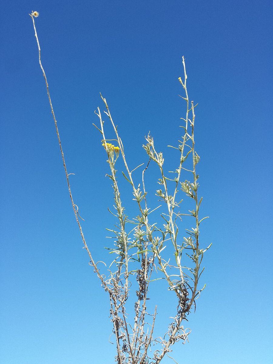 Curry-plant