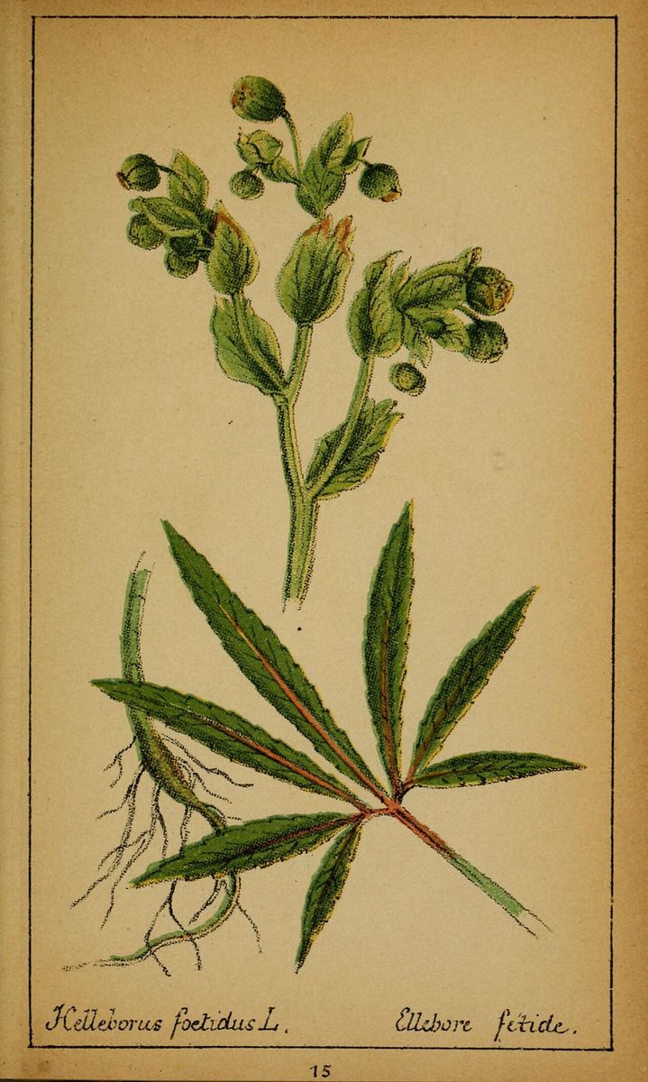 Stinking Hellebore