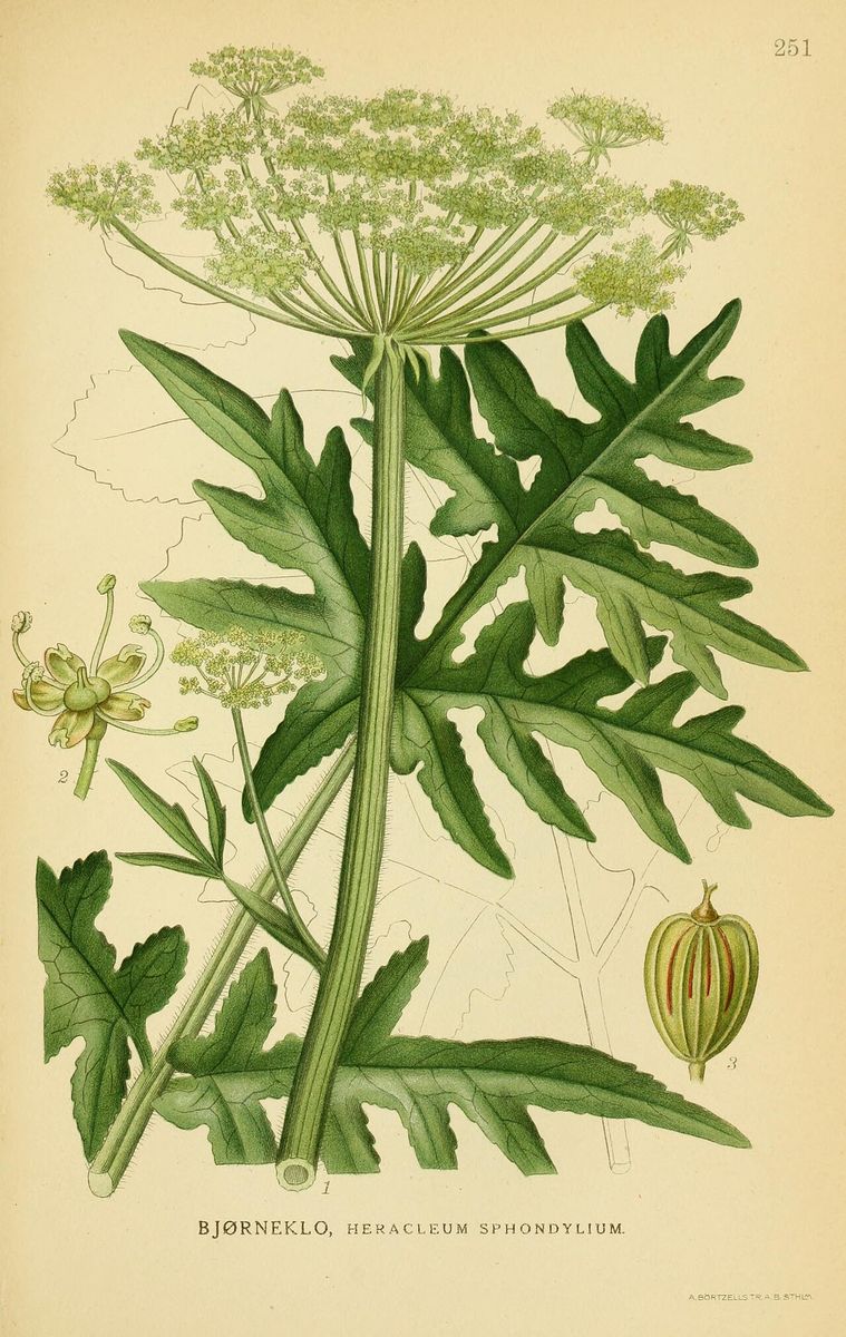 Hogweed