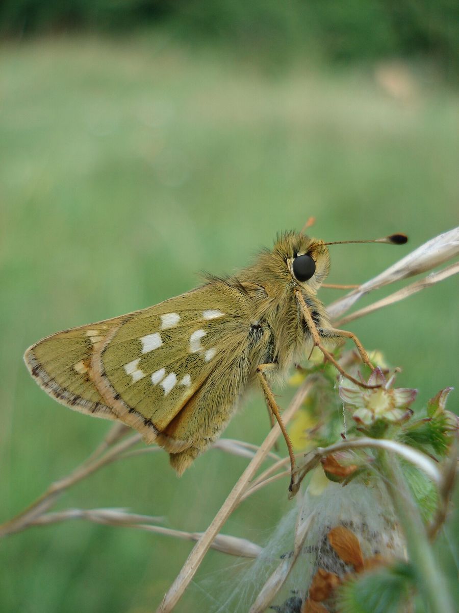 Silver-spotted Skipper