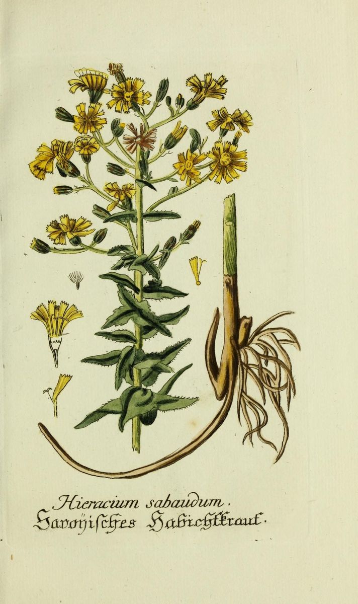 Glabrous-headed Hawkweed