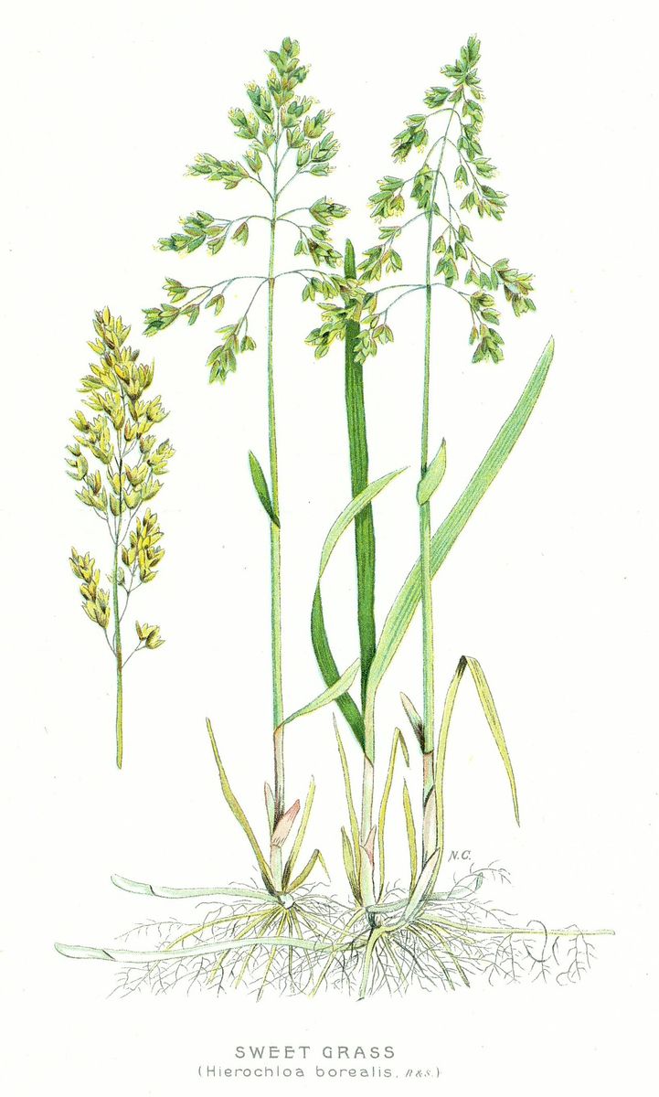 Holy-grass