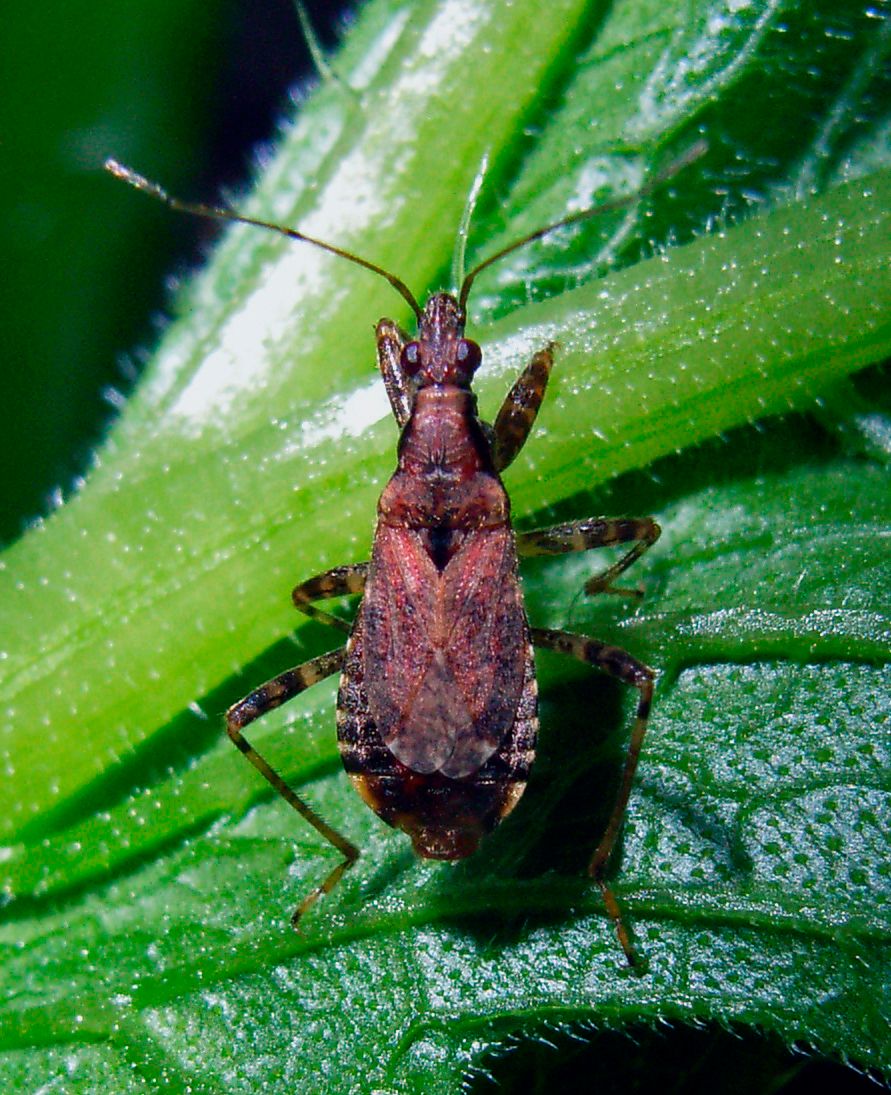 Ant Damsel Bug