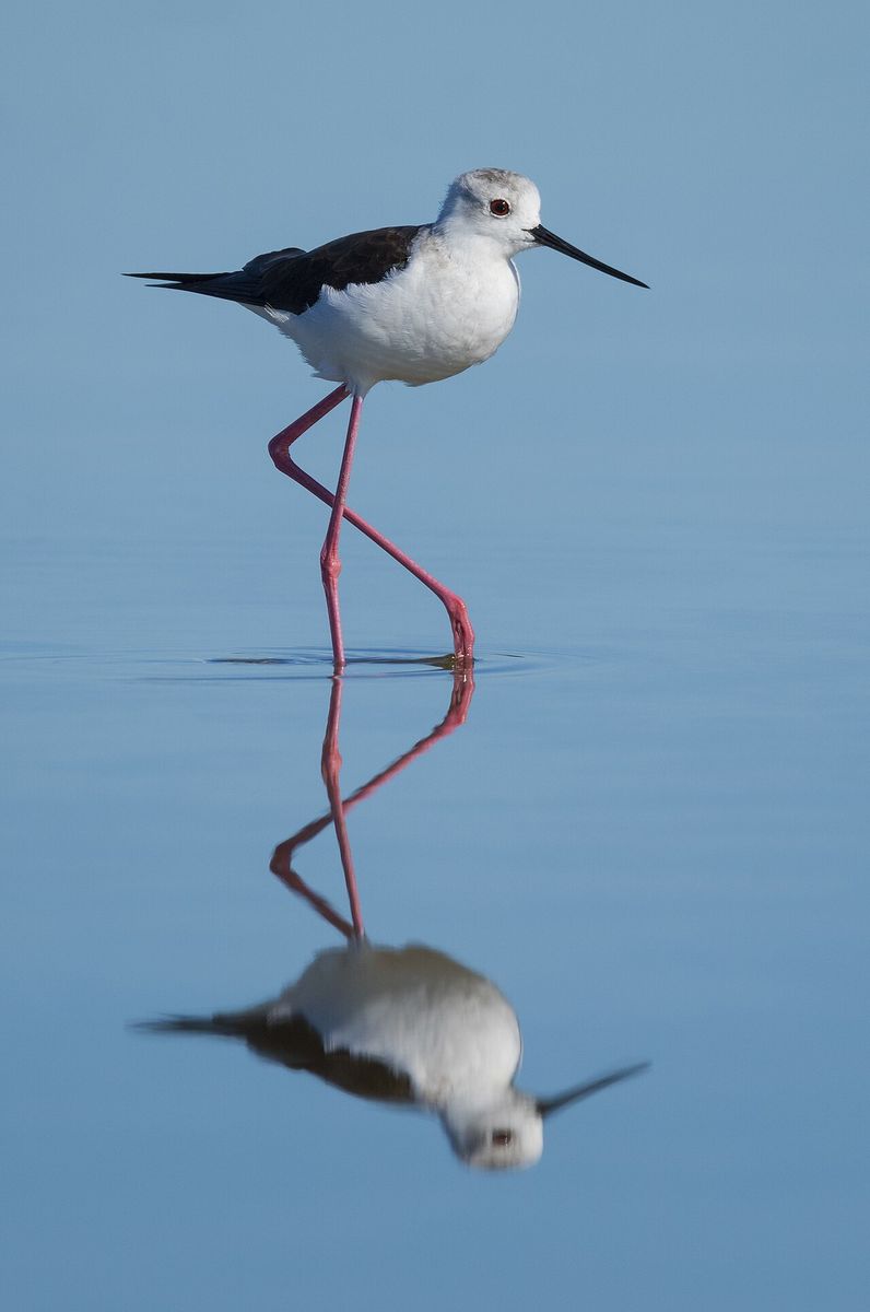 Black-winged Stilt