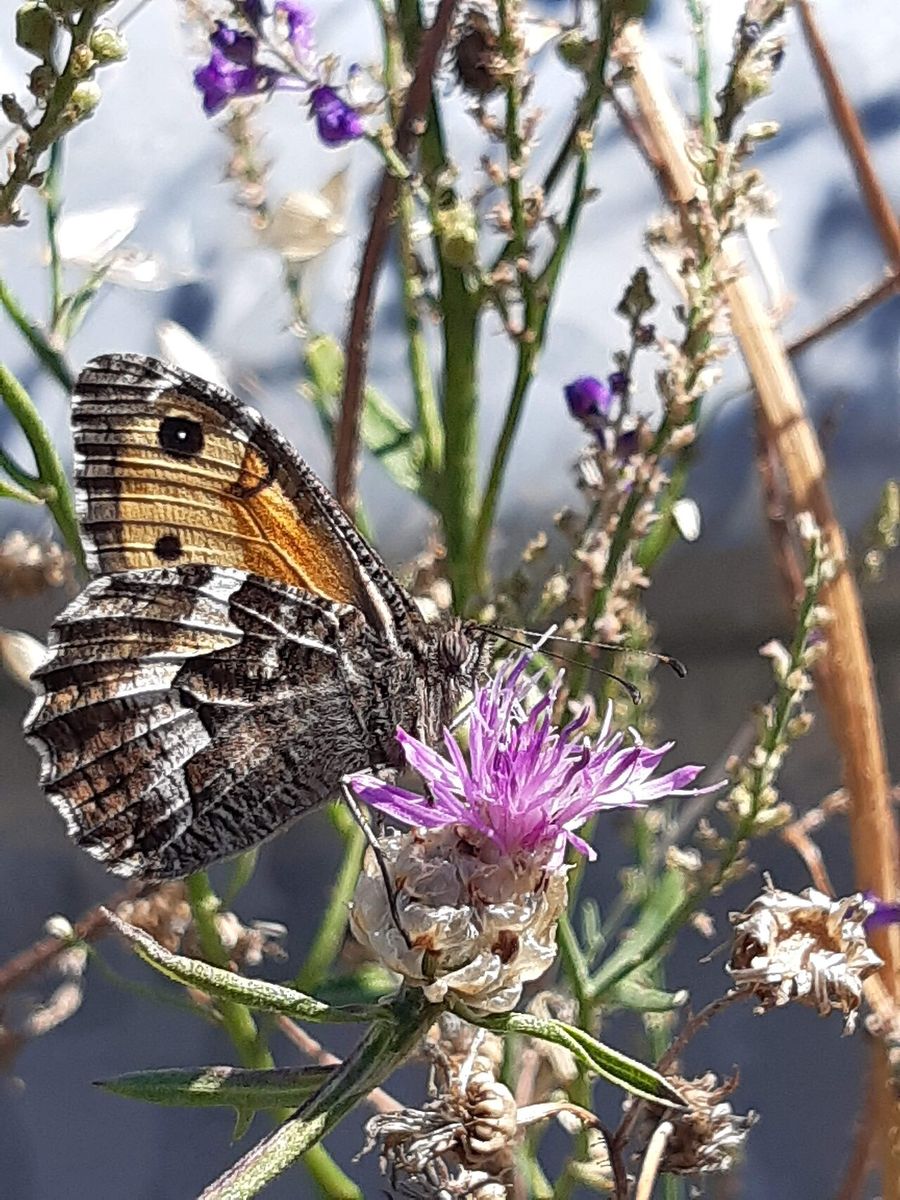 Grayling
