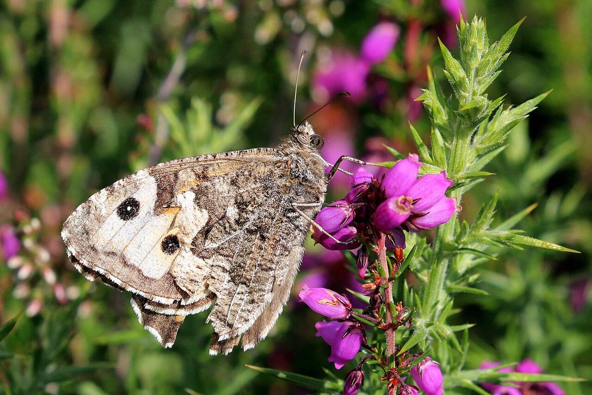 Grayling
