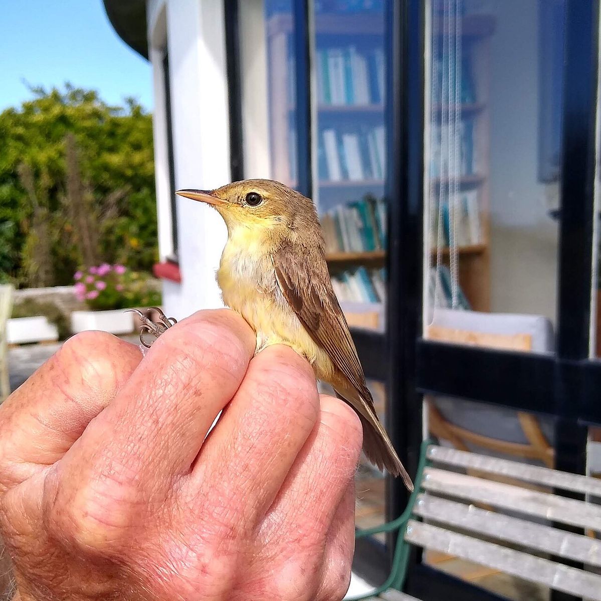 Melodious Warbler