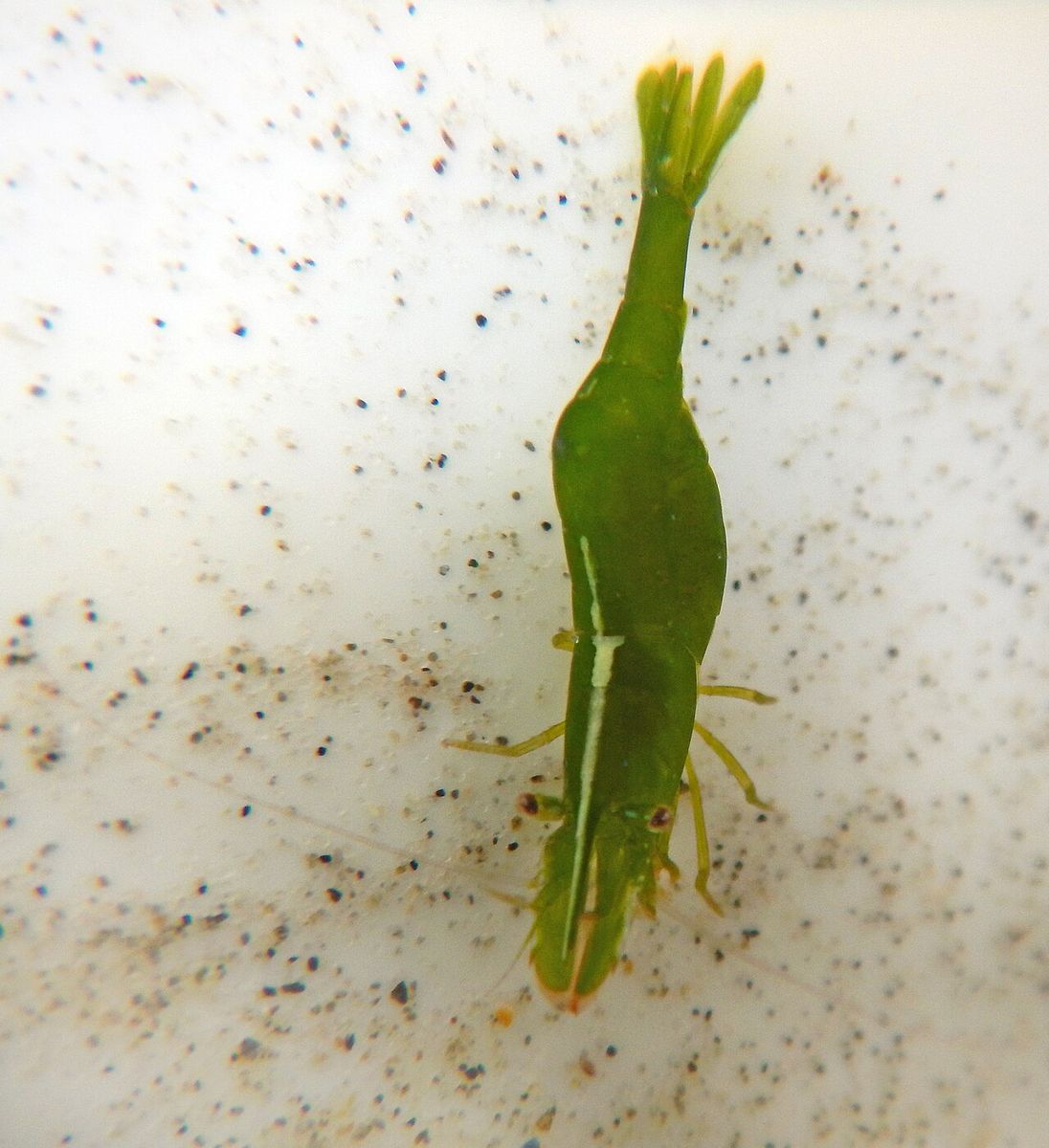 Chamaeleon Prawn