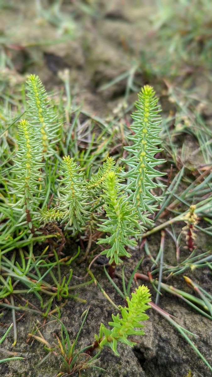 Mare's-tail