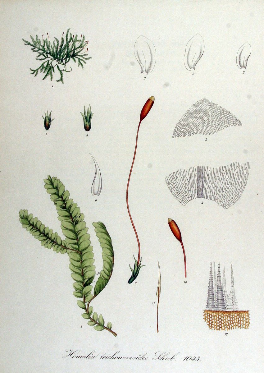 Blunt Feather-moss