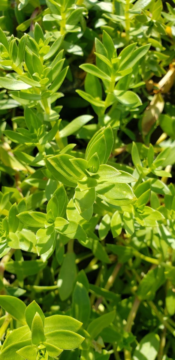Sea Sandwort