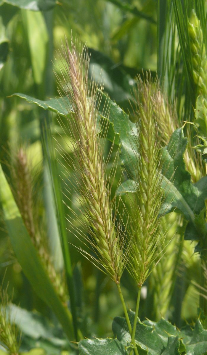 Meadow Barley