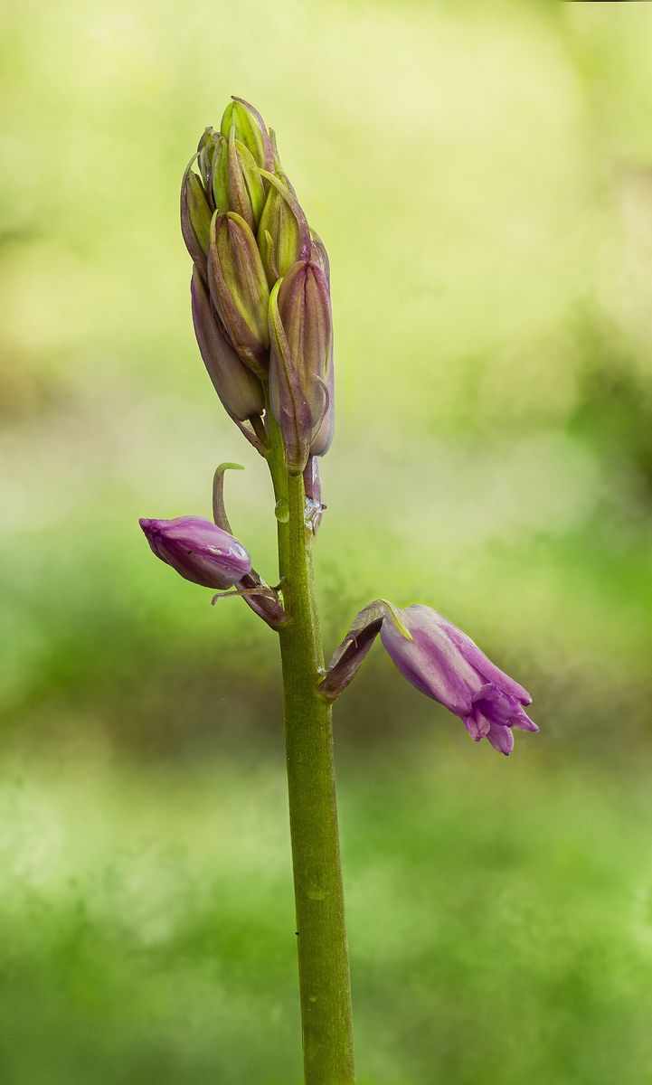 Bluebell