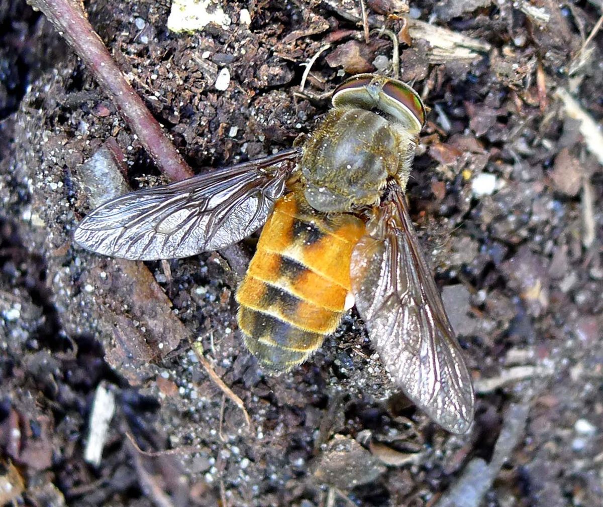 Bright Horsefly