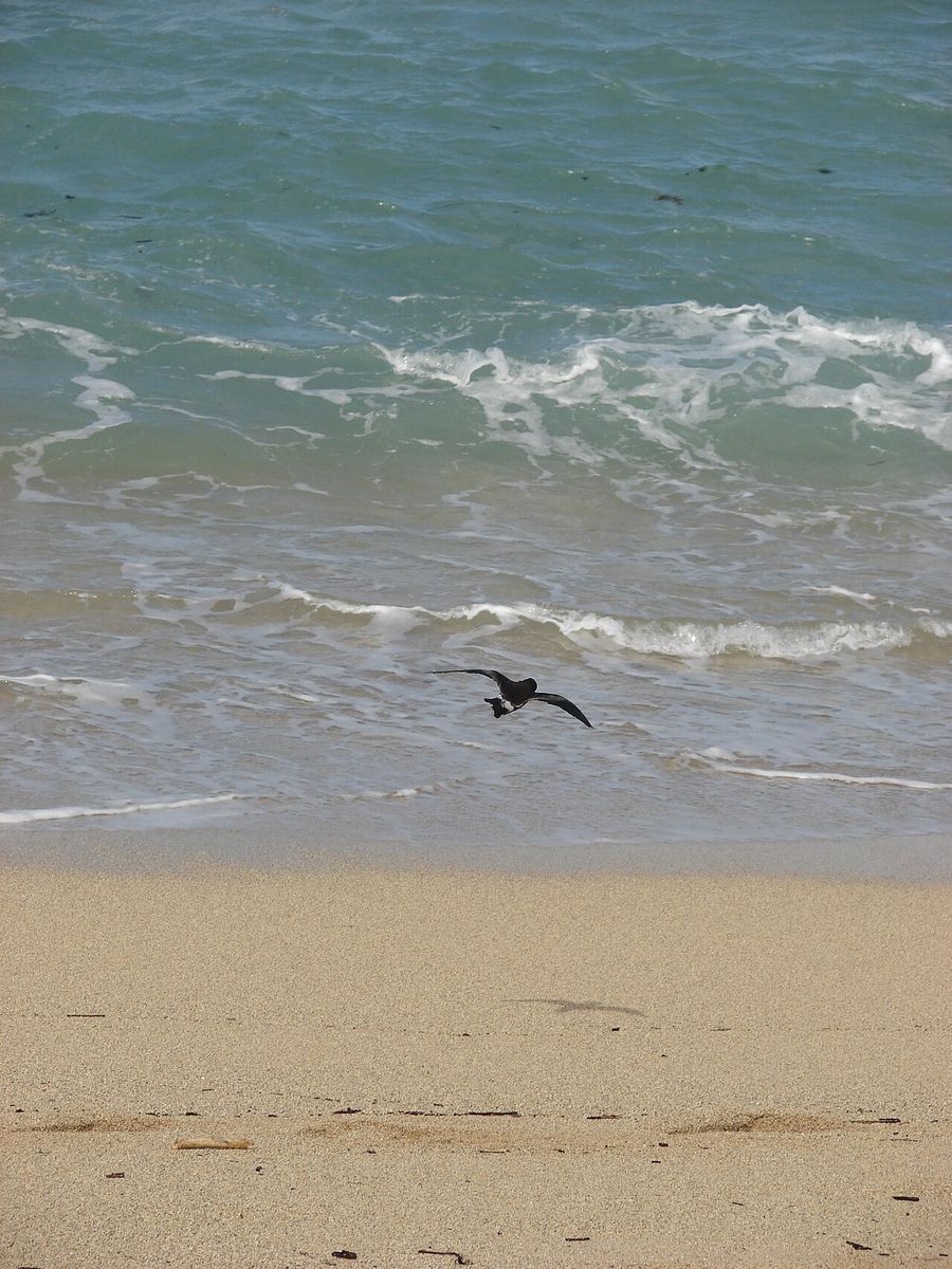 Leach's Storm-Petrel