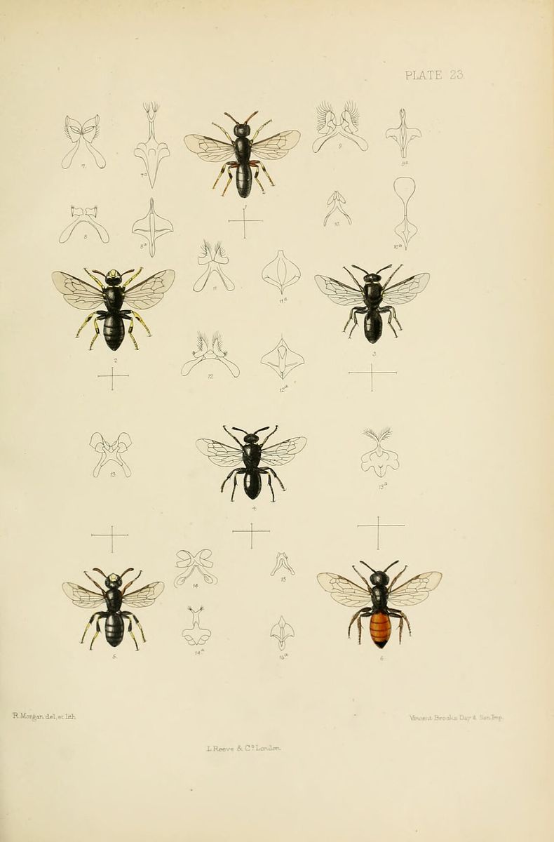 Square-headed Blood Bee