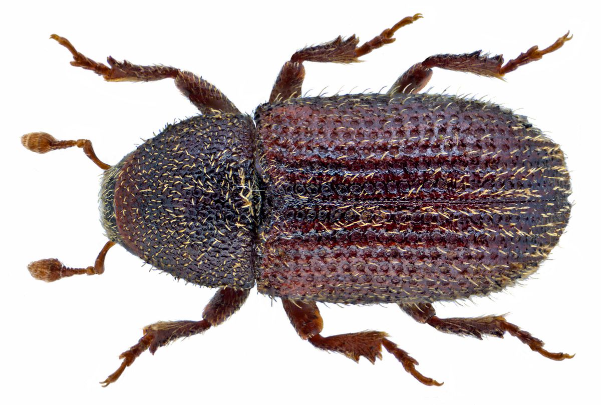 Gorse Bark Beetle