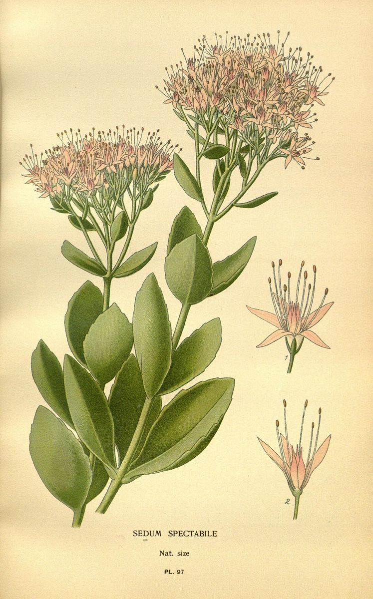 Butterfly Stonecrop