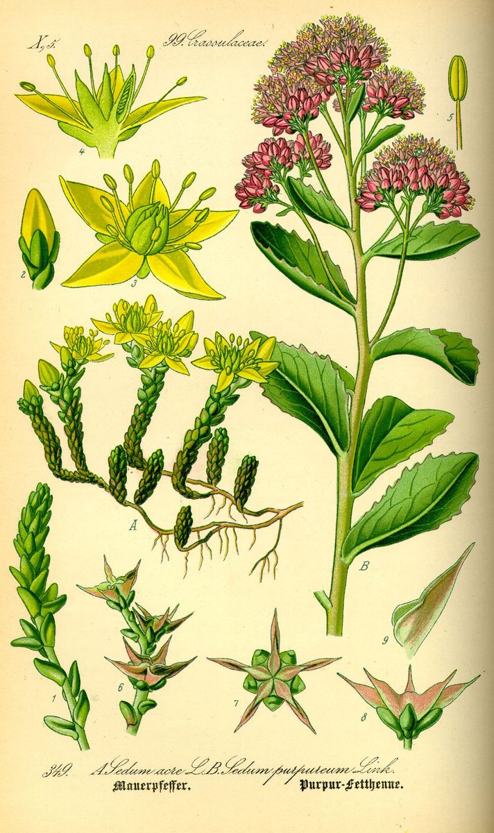 Orpine