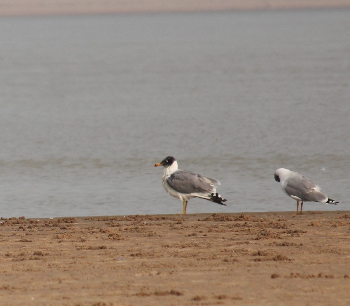 Pallas's Gull
