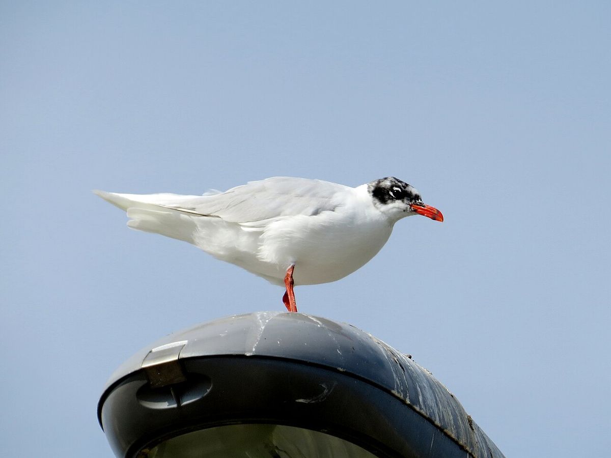 Mediterranean Gull