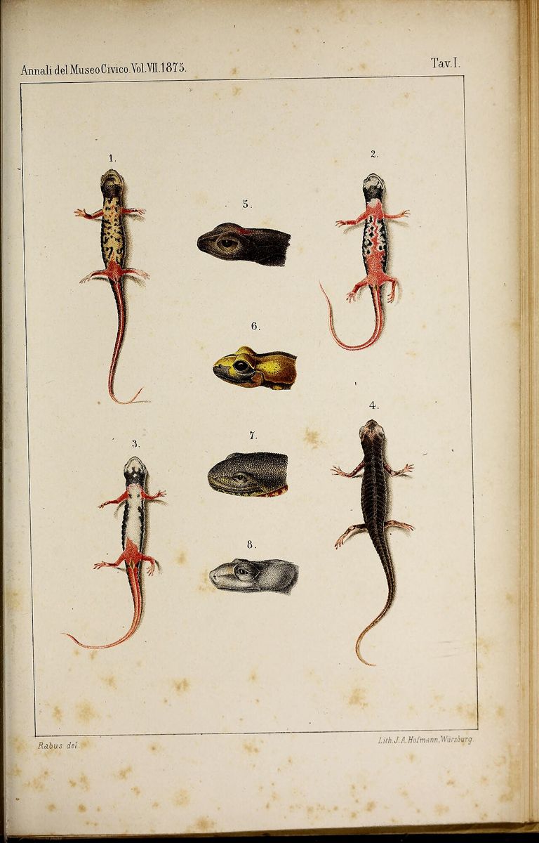 Alpine Newt