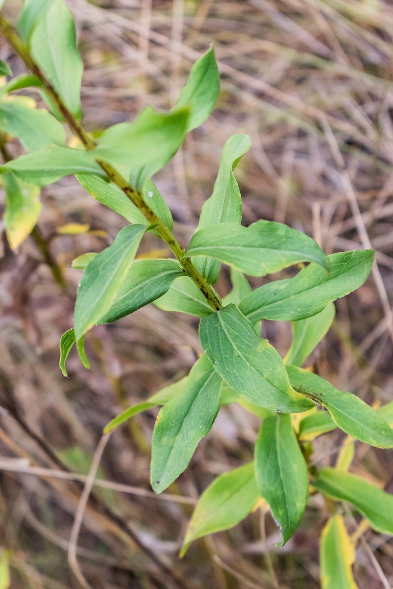 Ploughman's-spikenard