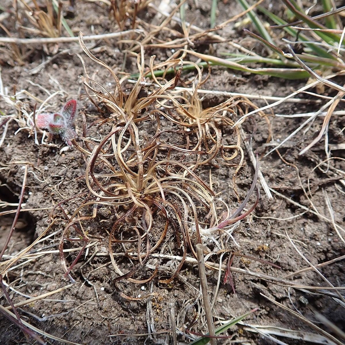 Land Quillwort