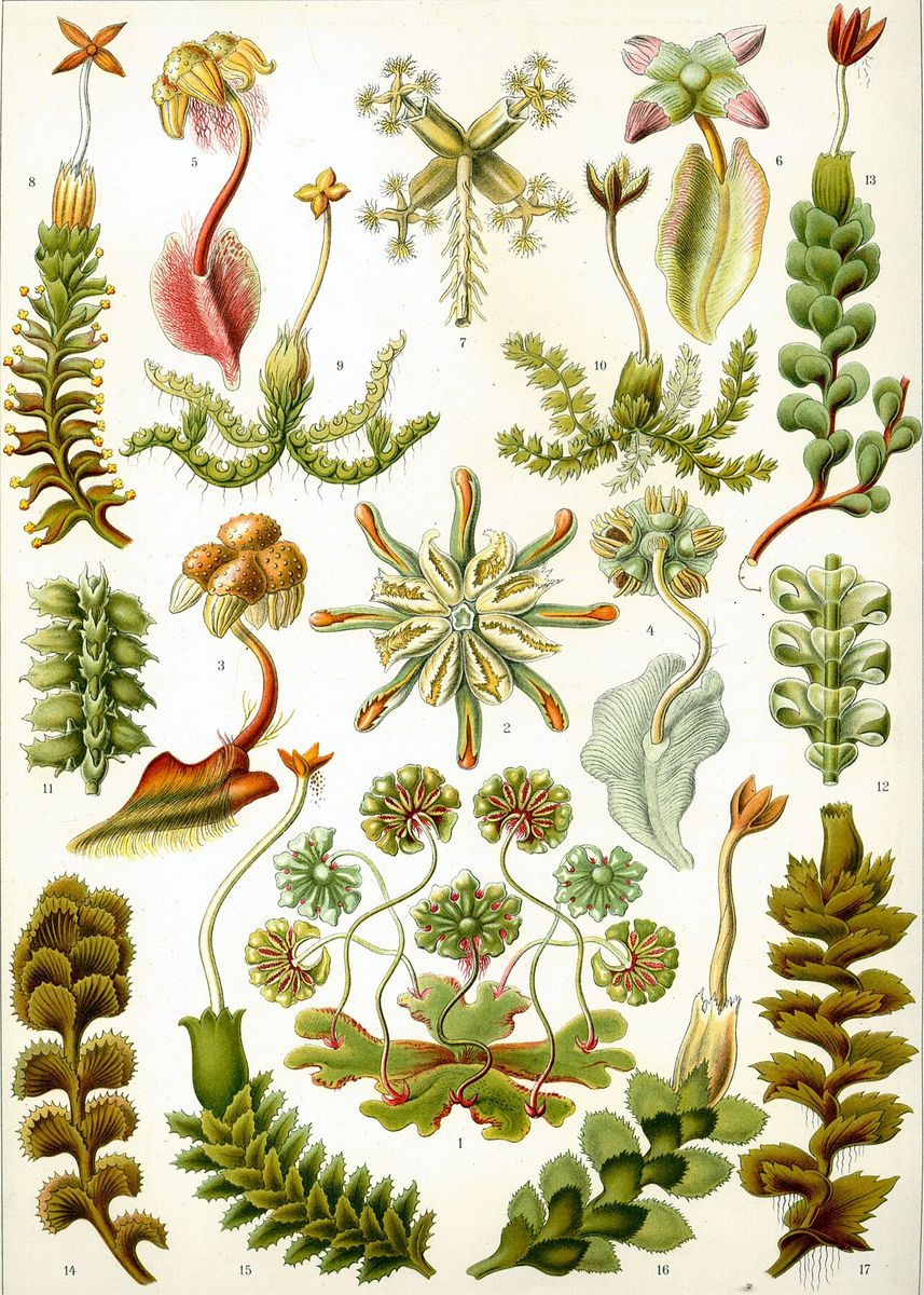 Hutchins' Hollywort