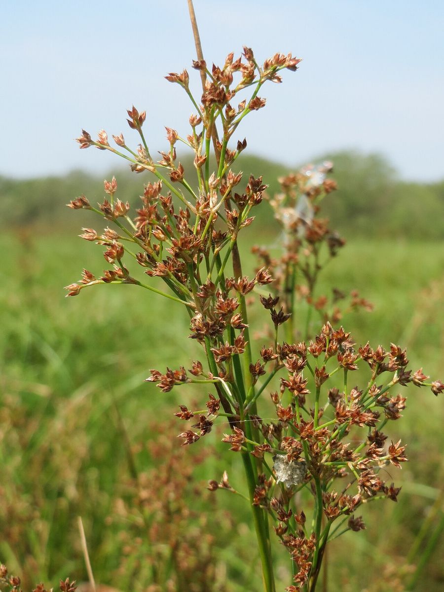 Sharp-flowered Rush
