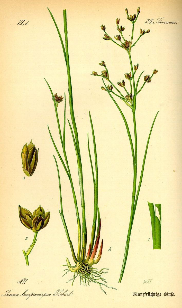 Jointed Rush