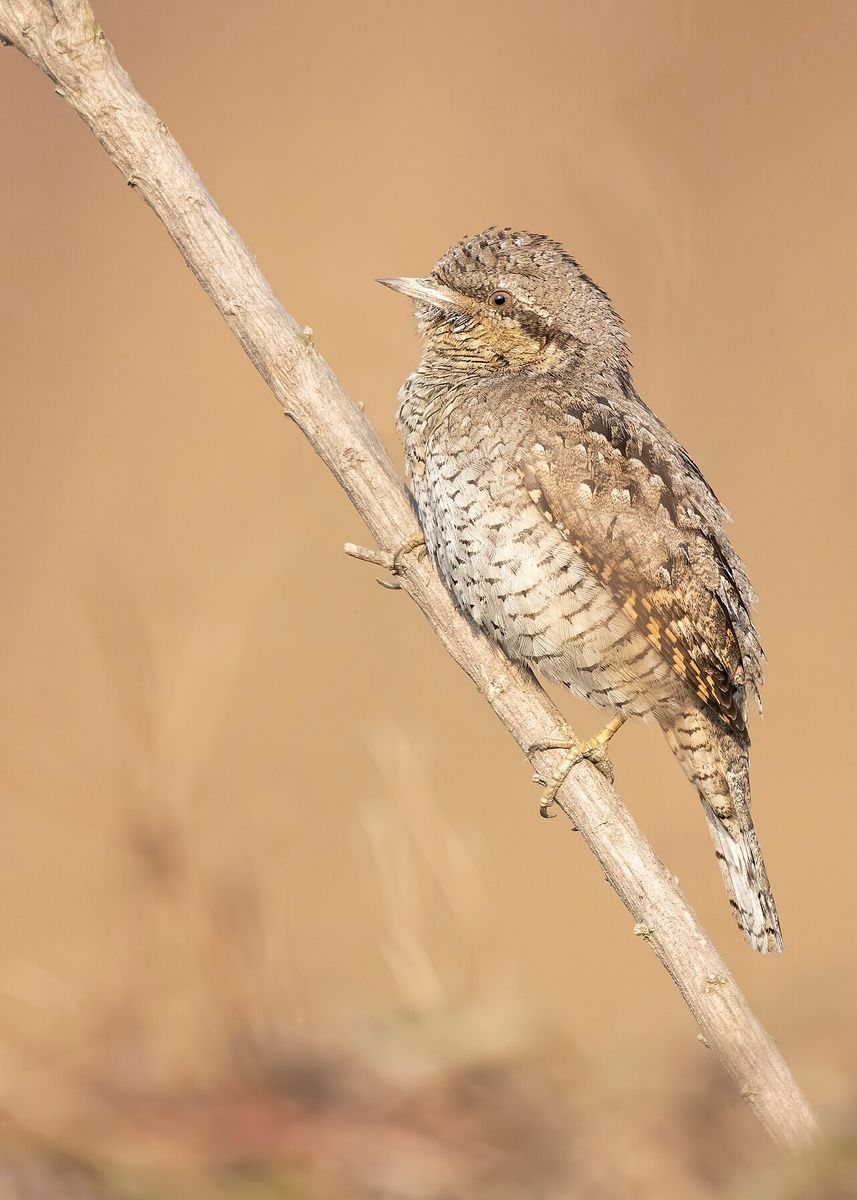 Eurasian Wryneck