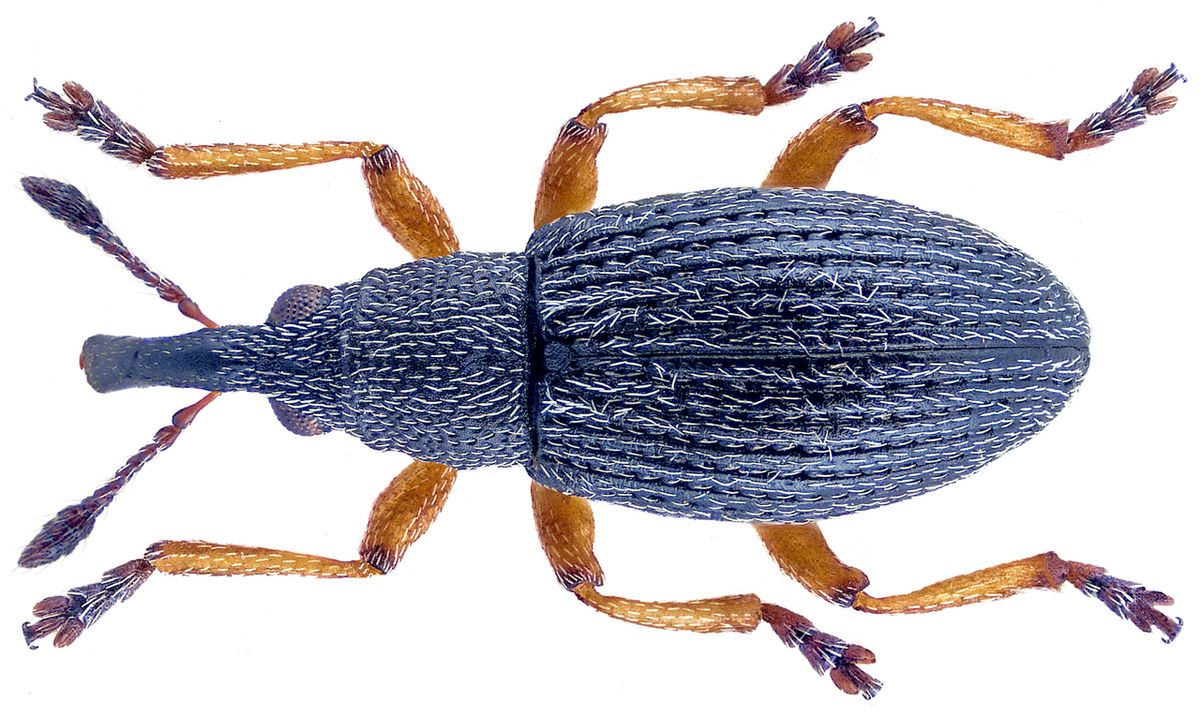 Dogs-Mercury Seed Weevil