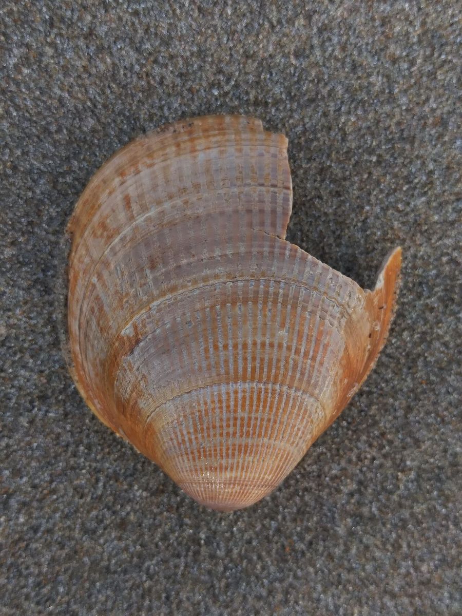Norway Cockle