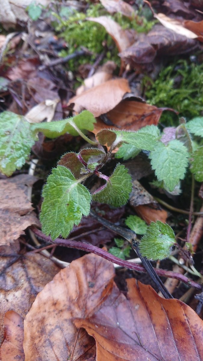 Yellow Archangel
