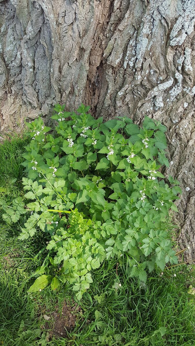 White Dead-nettle