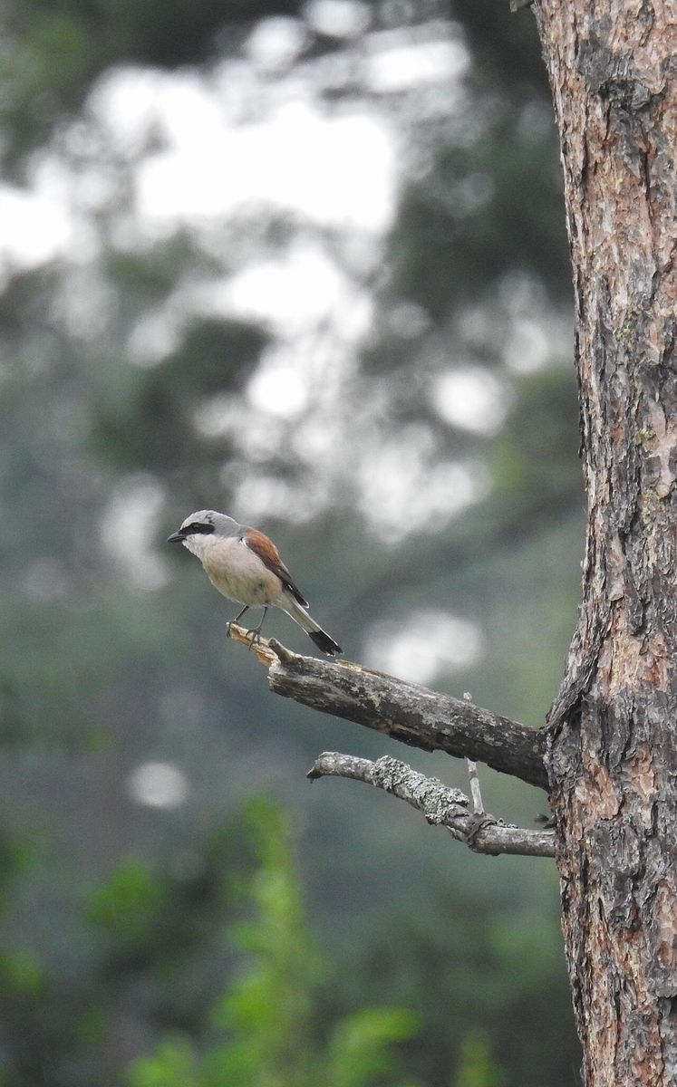 Red-backed Shrike