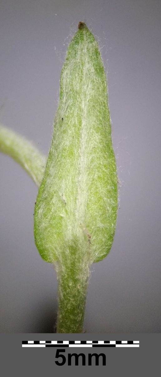 Jersey Cudweed