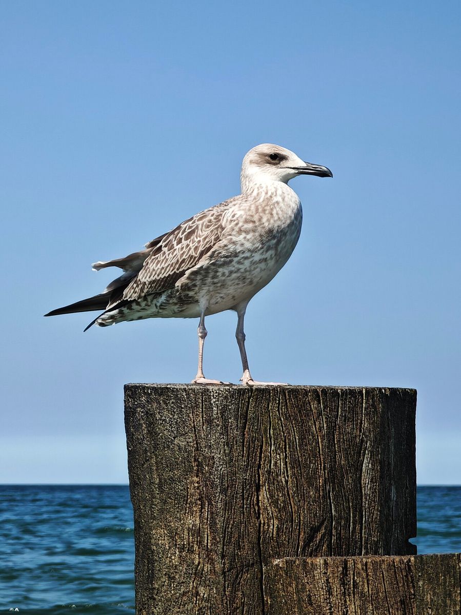 European Herring Gull