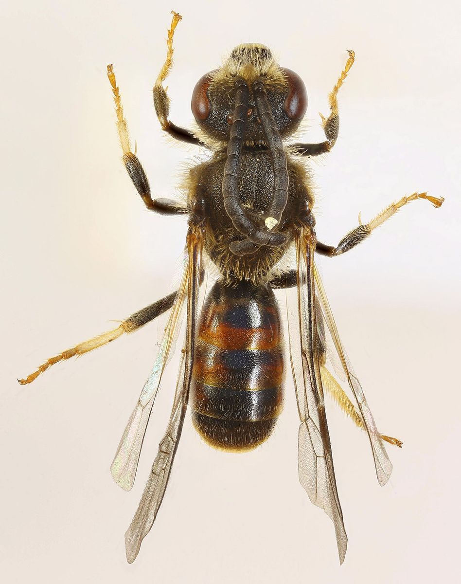 Bloomed Furrow Bee
