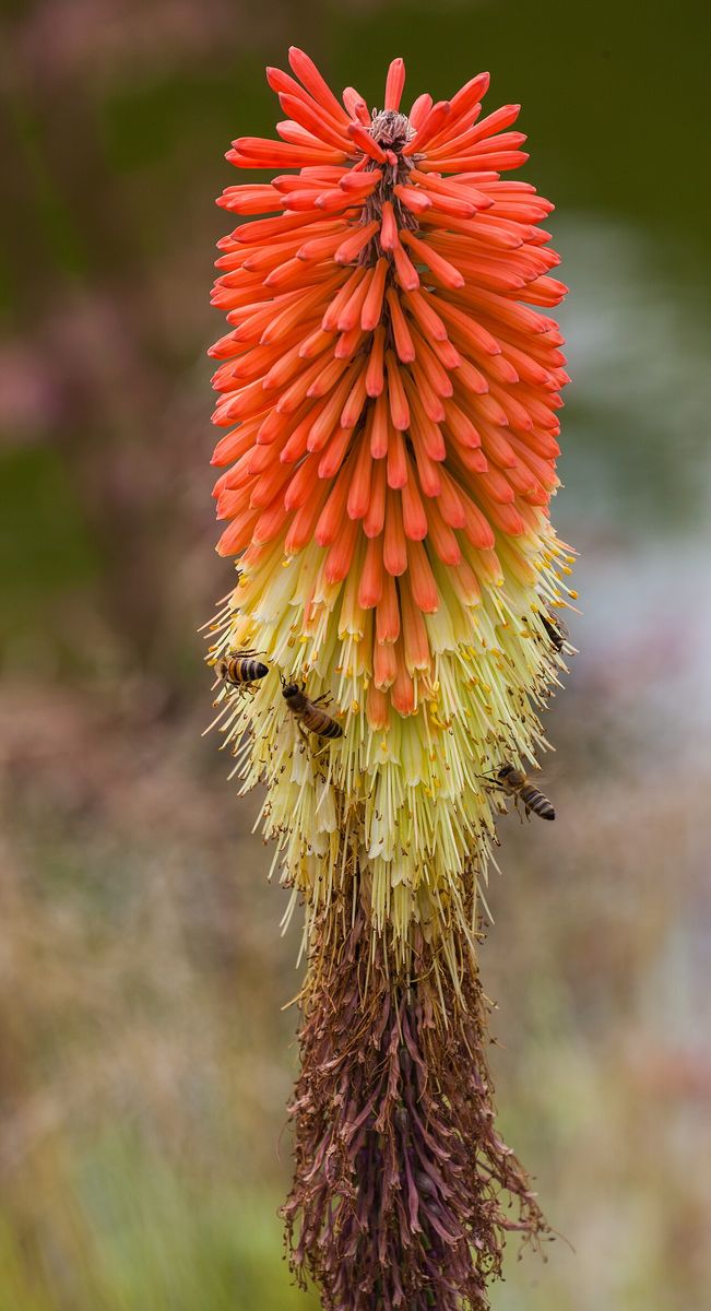 Common Furrow Bee