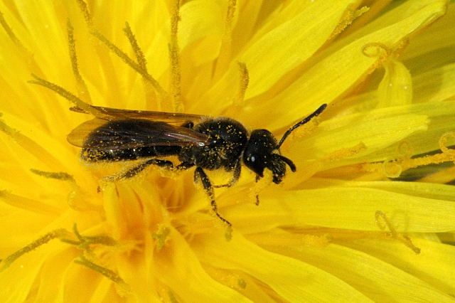 Chalk Furrow Bee