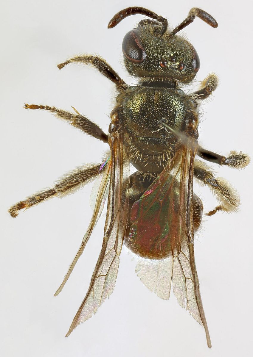 Green Furrow Bee