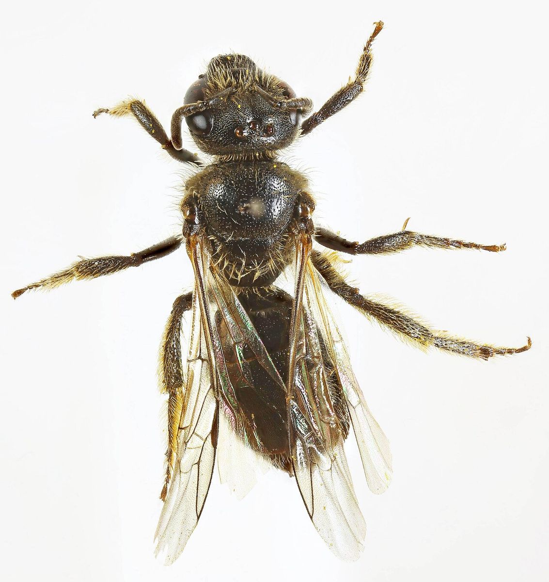 Shaggy Furrow Bee