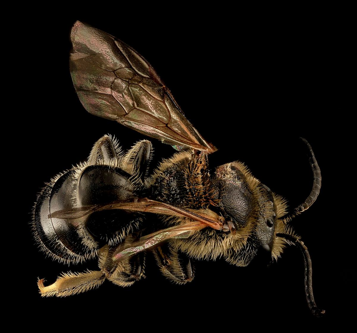 Bull-headed Furrow Bee