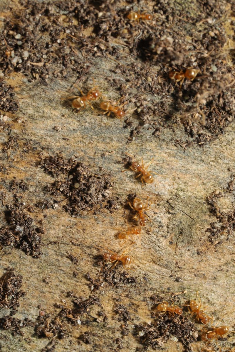 Yellow Meadow Ant